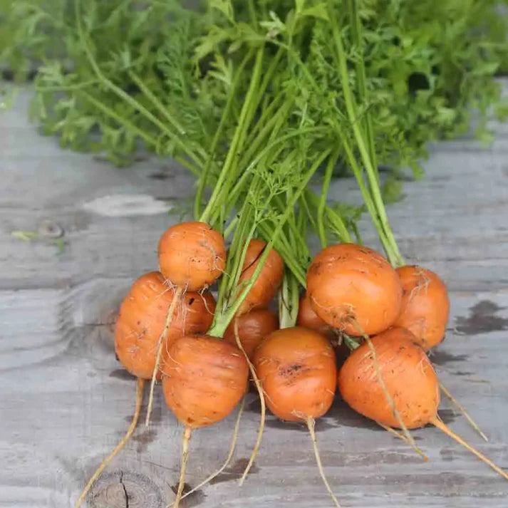 Carotte Marché de Paris