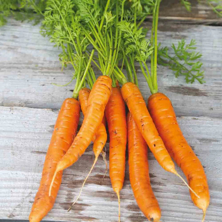 Carotte Nantaise