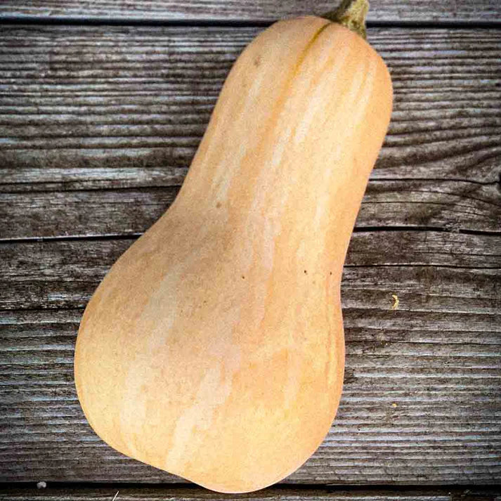 Courge Musquée Butternut