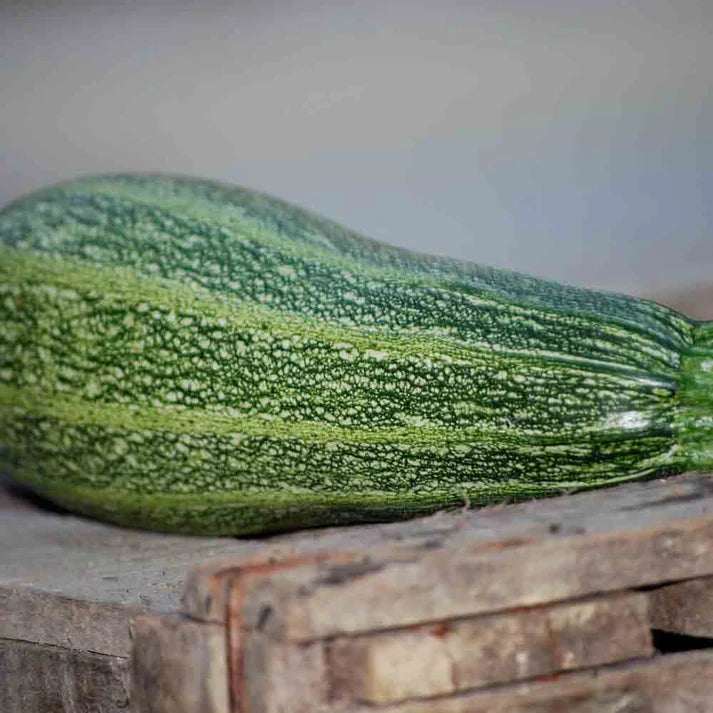 Courgette Grisette de Provence (Greyzini)