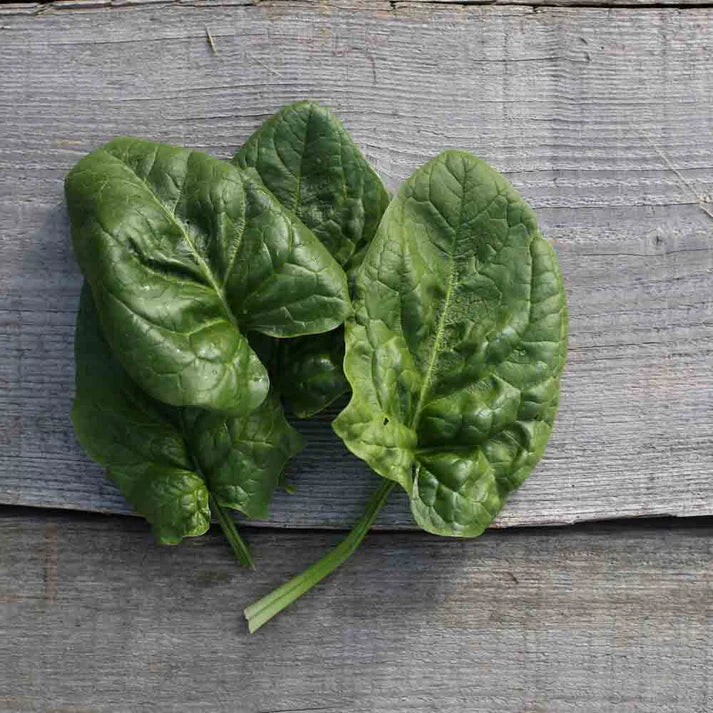 Épinard Géant d'Hiver