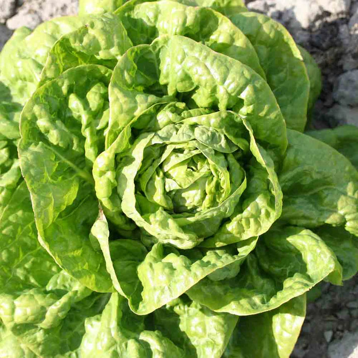 Laitue Pommee Grosse Blonde Paresseuse