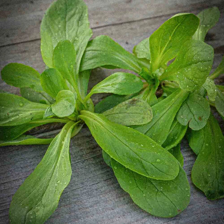 Mâche à Grosse Graine