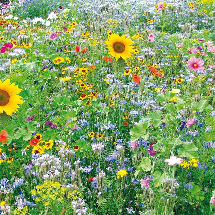 MÉLANGE FLEURI  NOURRIR LES ABEILLES