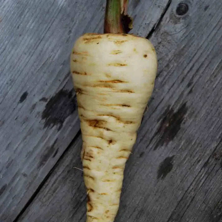 Panais Demi-Long de Guernesey