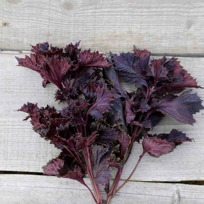 Perilla Rouge ou Shiso