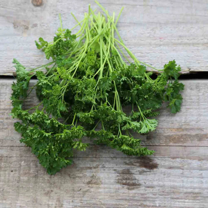 Persil Frise Vert Foncé