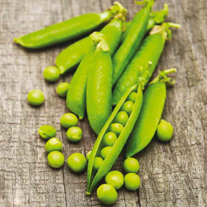 Pois nain Douce Provence Grain Rond à Écosser