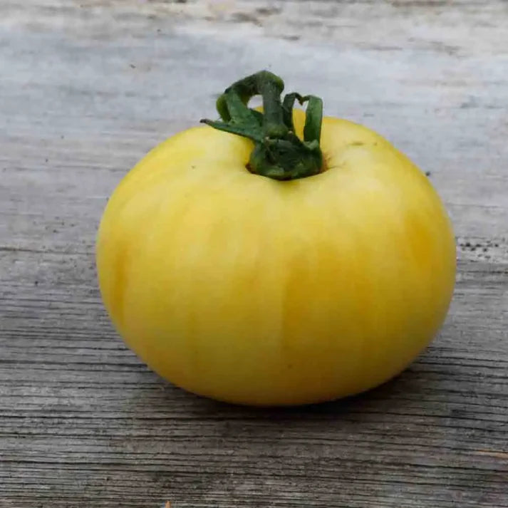 Tomate Beauté Blanche