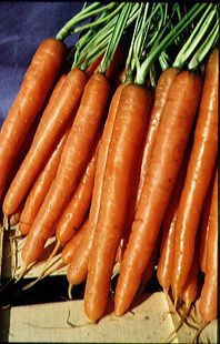 Carotte hâtive d'Amsterdam