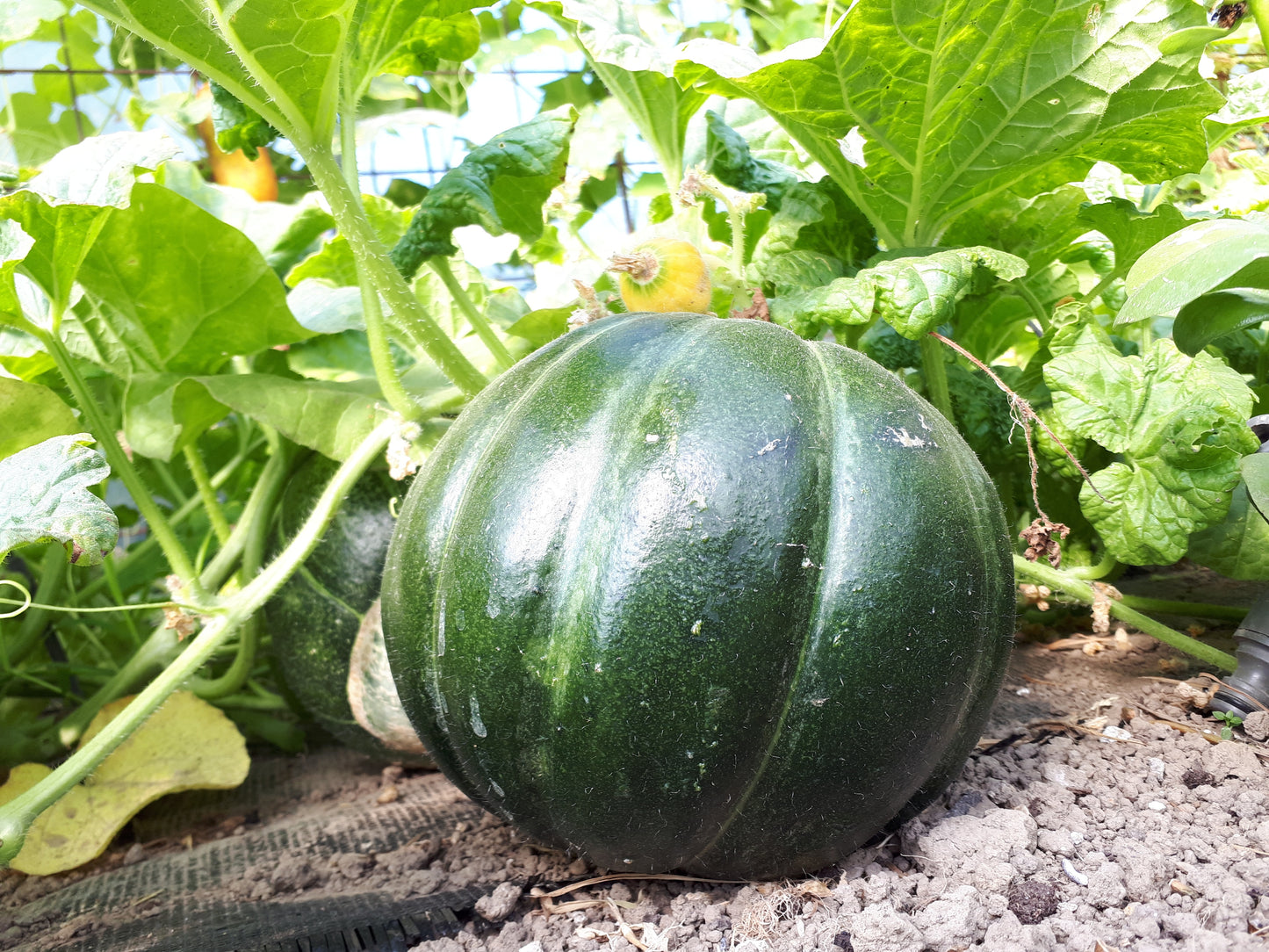 Melon Belge de Pajottenland