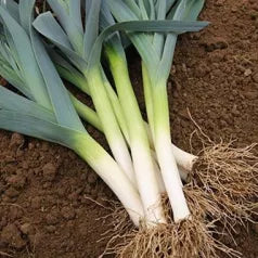 Poireau Gros vert de Huy