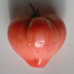 Tomate Coeur de boeuf
