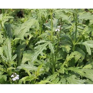 Verveine Officinale