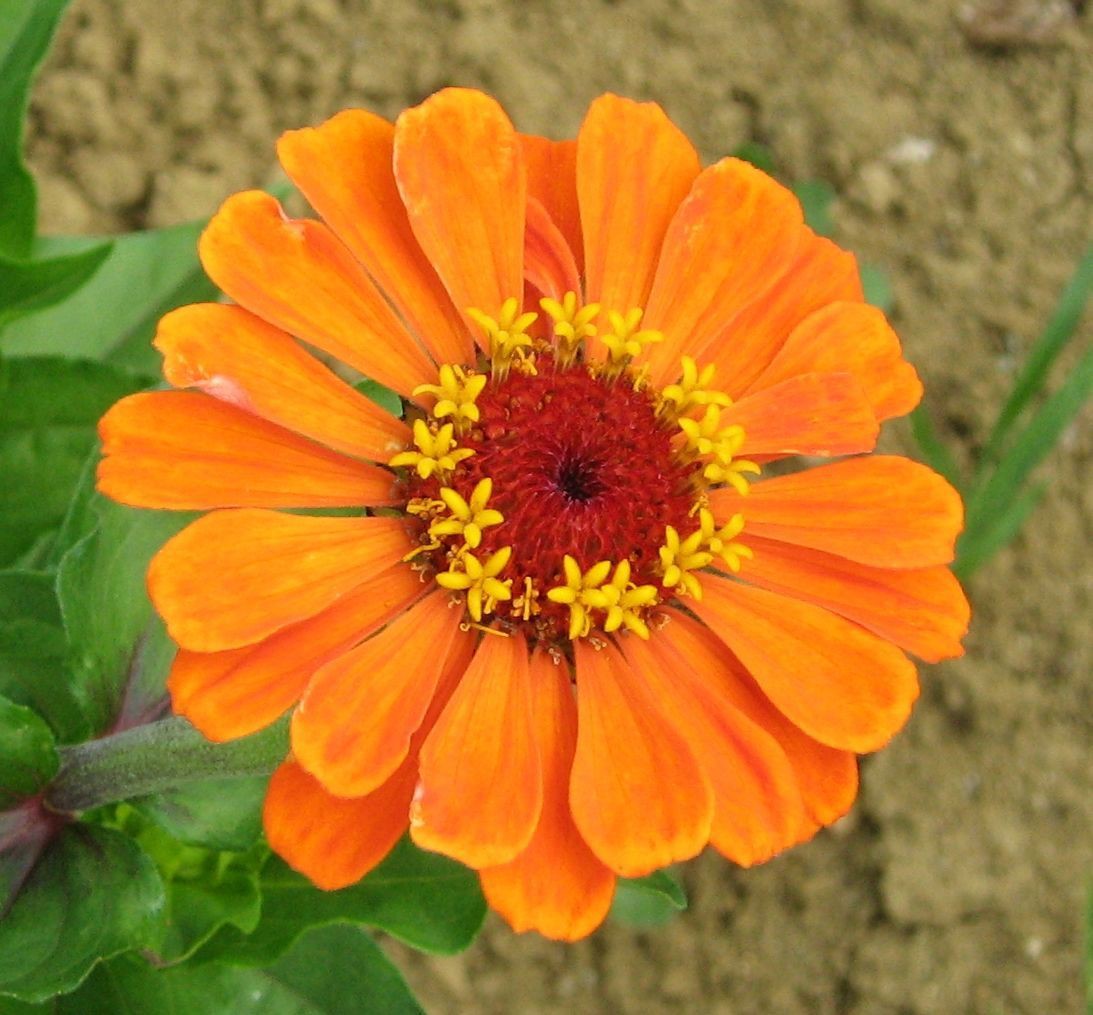 Zinnia élégant à grandes fleurs