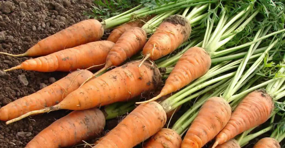 10 conseils pour faire pousser des carottes