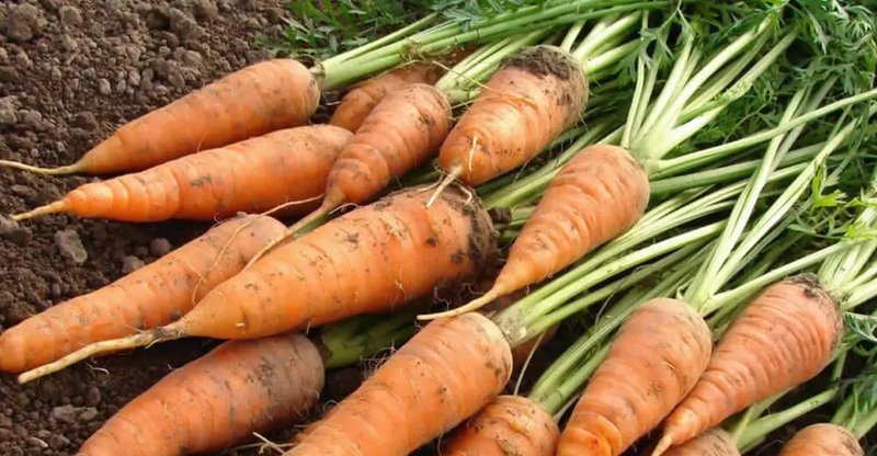 10 conseils pour faire pousser des carottes
