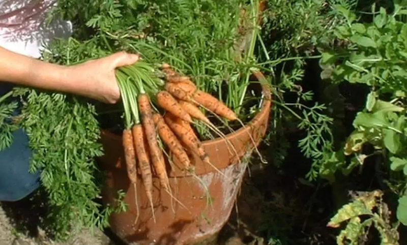 Faire pousser des carottes en pot : simple, gratifiant et possible partout
