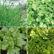 Aromates en mélange - Ciboulette Commune, Persil Plat Commun, Coriandre, Cerfeuil commun