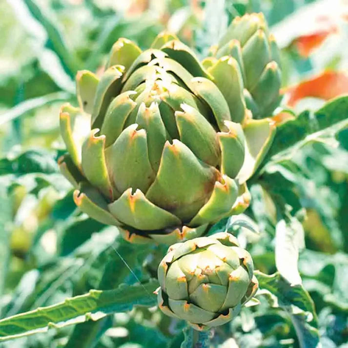 Artichaut Imperial Star