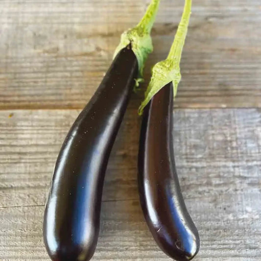 Aubergine de Barbentane