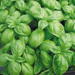 Basilic Genovese