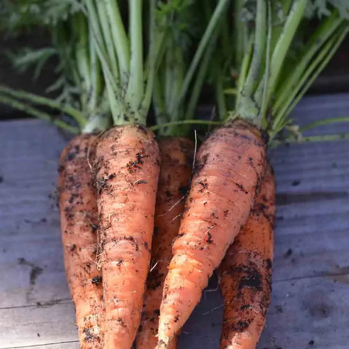 Carotte de Colmar à Cœur Rouge