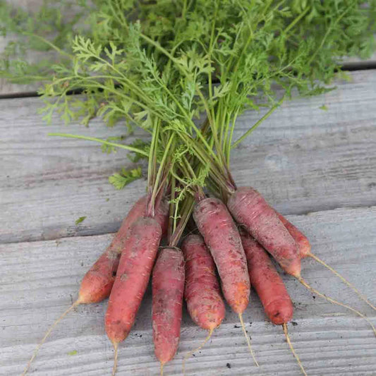 Carotte Longue Rouge Sang