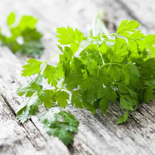 Cerfeuil Commun Simple