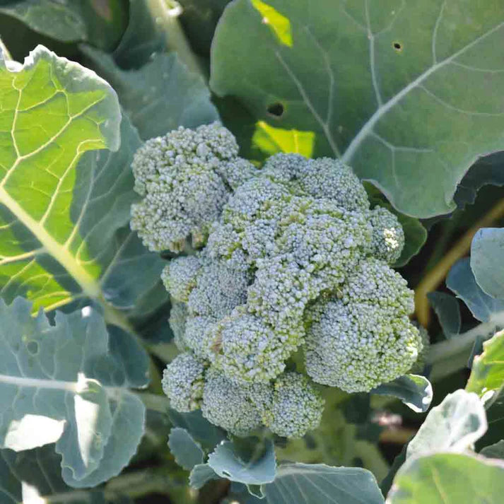 Chou Brocoli Vert Calabrese Natalino