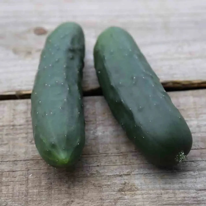 Concombre le Généreux