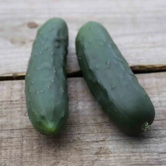 Concombre le Généreux