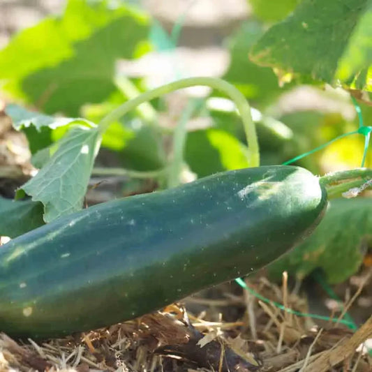 Concombre Vert Long Maraîcher