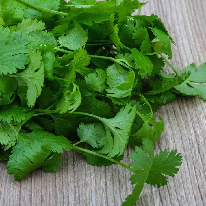 Coriandre