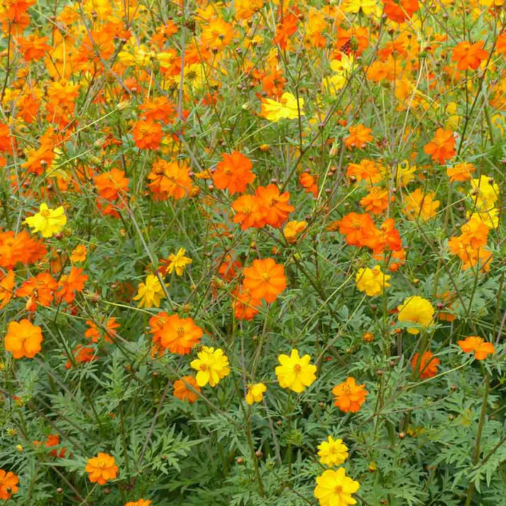 Cosmos Sulphureus Varié