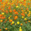Cosmos Sulphureus Varié