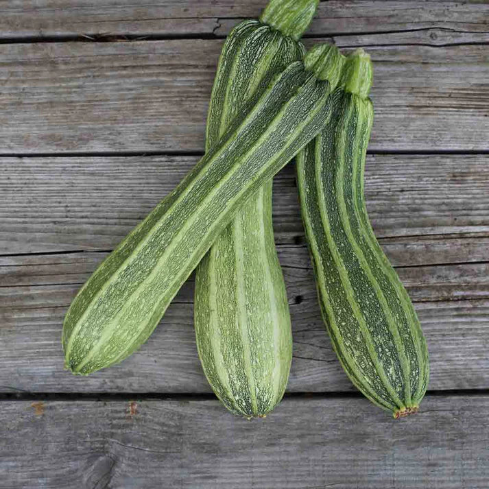 Courgette Costates Romanesco