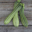 Courgette Costates Romanesco