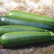 Courgette Verte Non Coureuse des Maraîchers