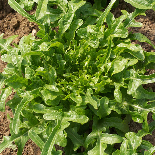 Laitue Cressonnette Marocaine