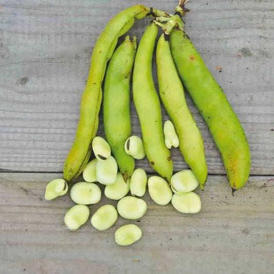 Feve Aguadulce à Très Longue Cosse