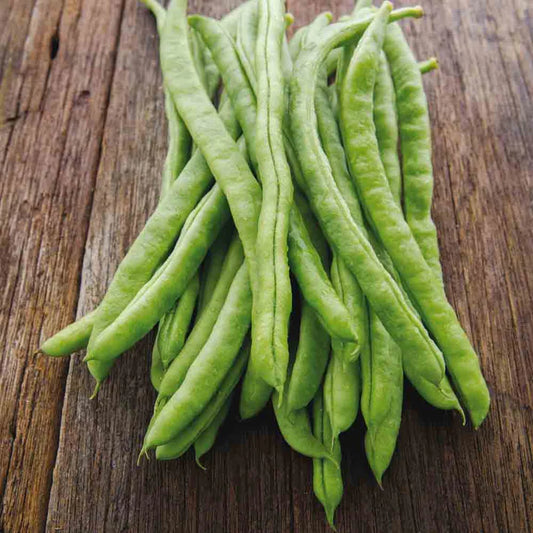 Haricot à rames Neckarkonigin Filet Sans Fil Mangetout