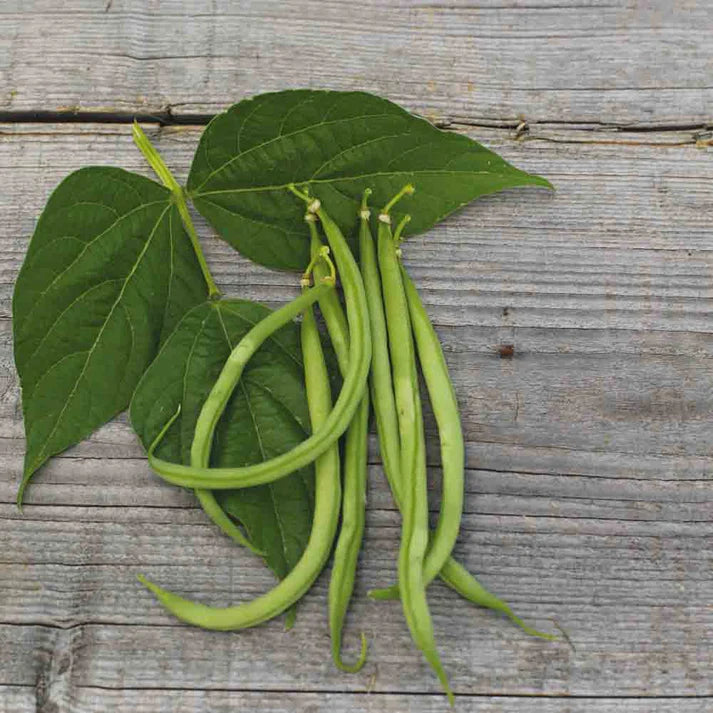 Haricot nain Cupidon Filet Sans Fil Mangetout