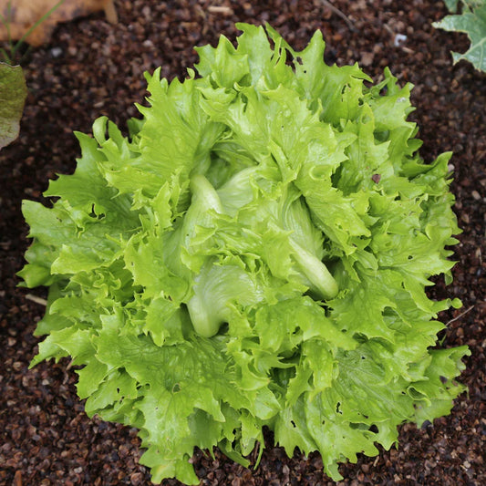 Laitue batavia Iceberg Reine des Glaces