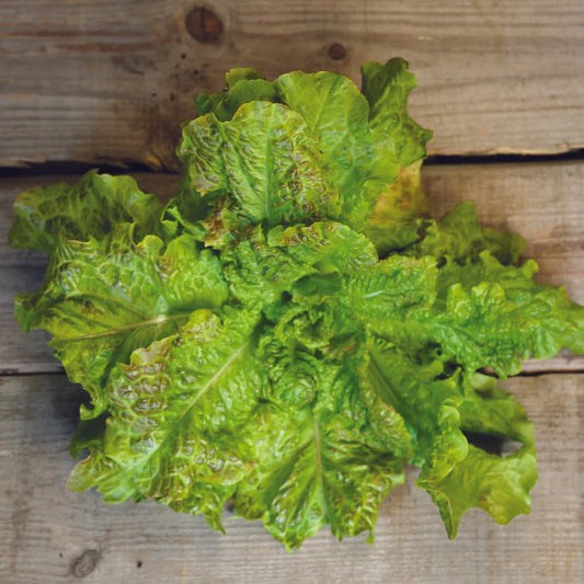 Laitue à couper Saint Vincent