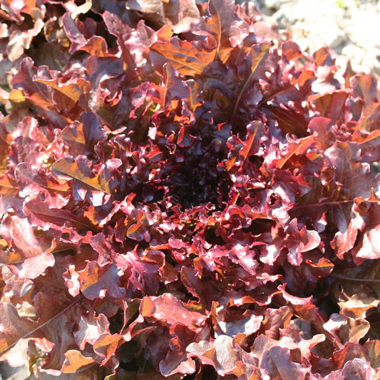 Laitue à couper Red Salad Bowl