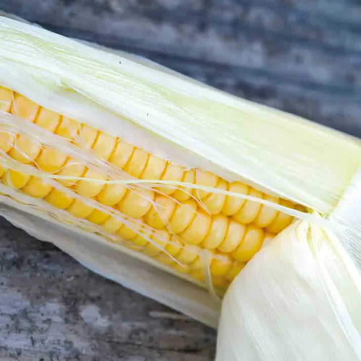 Maïs Doux Golden Bantam