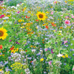 MÉLANGE FLEURI  NOURRIR LES ABEILLES
