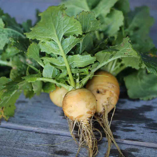 Navet Jaune Boule d'Or