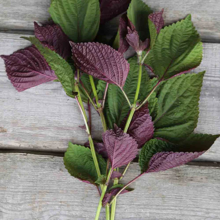 Perilla de Corée Bicolore